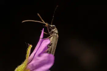 Oedemera lurida