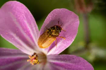 Byturus ochraceus