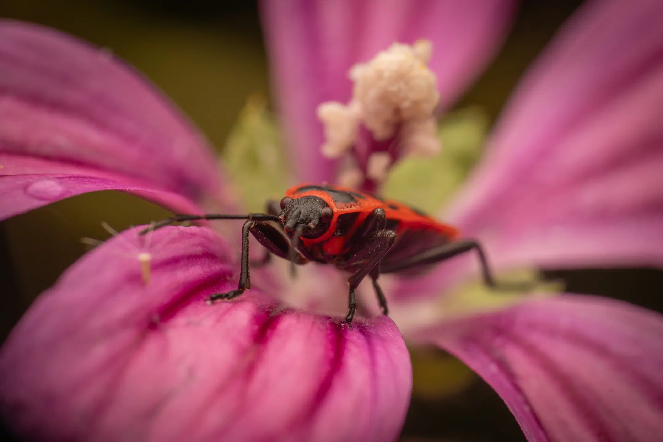 European Firebug