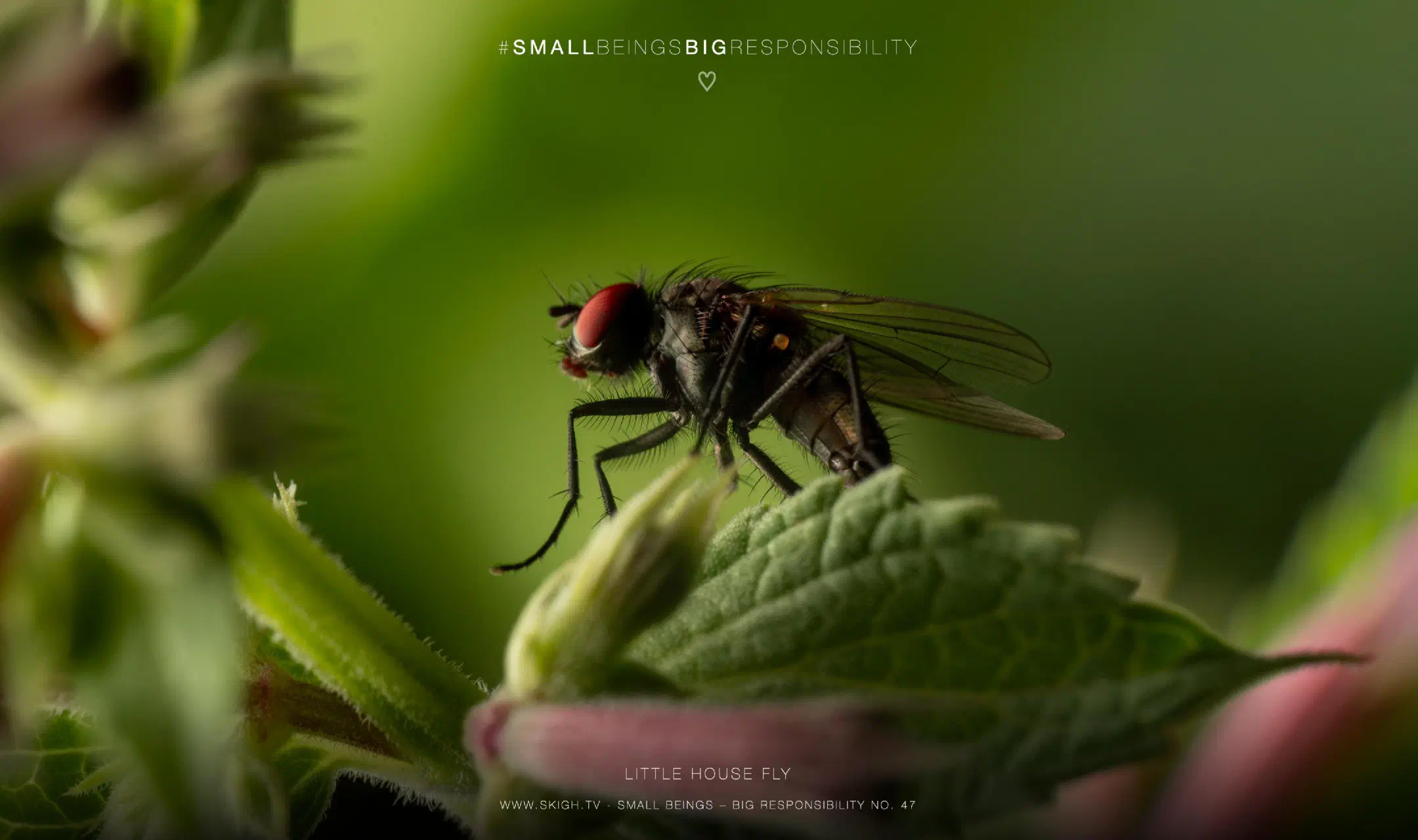 Little house fly