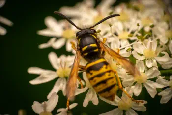 Tree Wasp