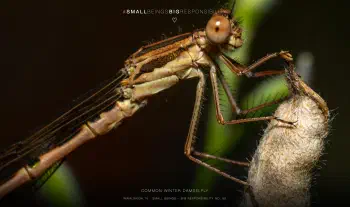 Common winter damselfly