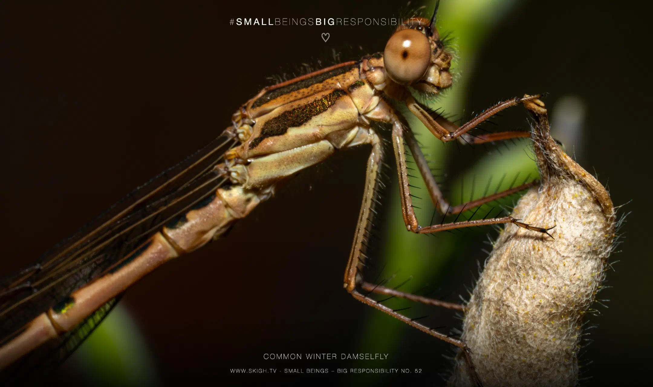 Common winter damselfly