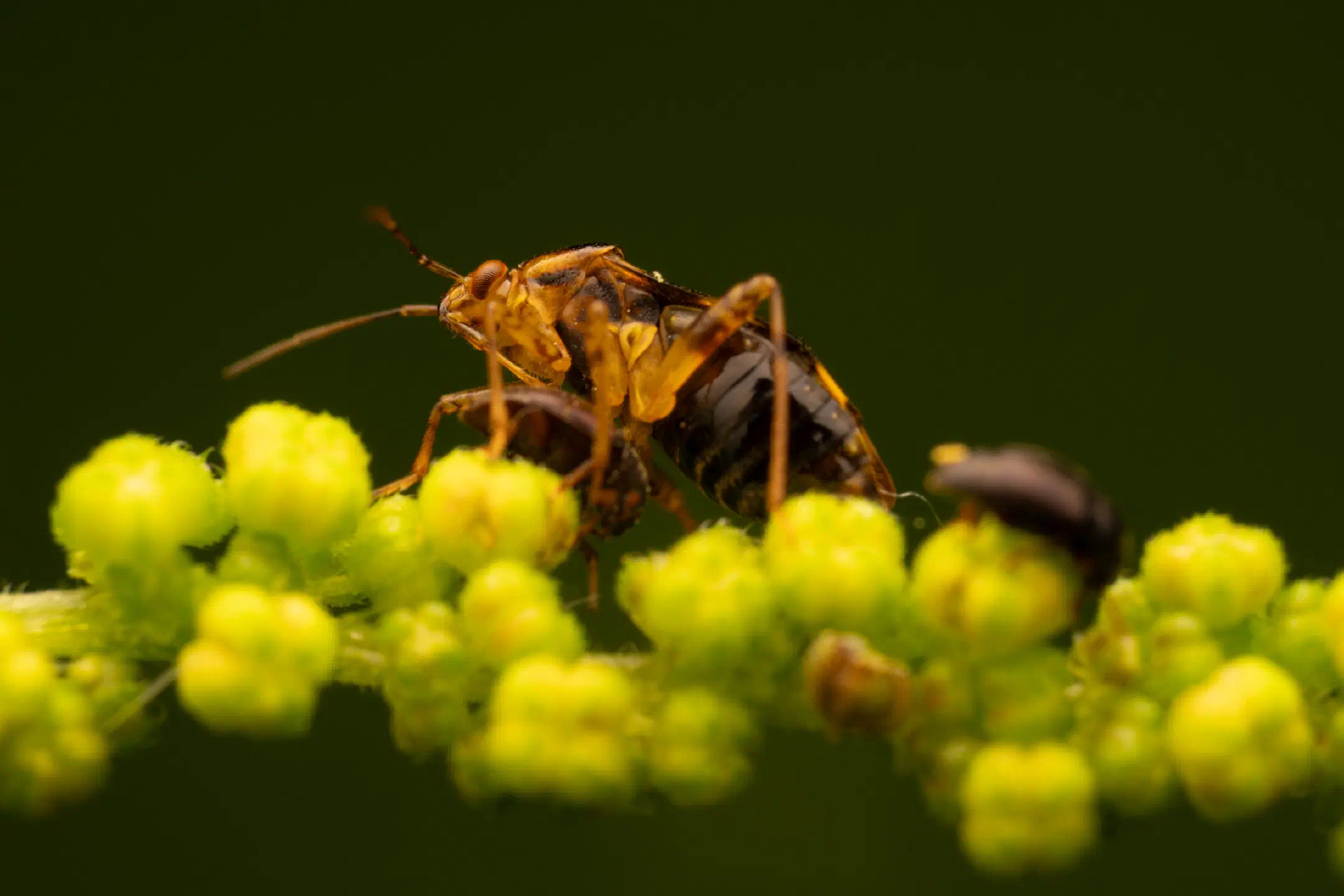 Three Spotted Nettle Bug