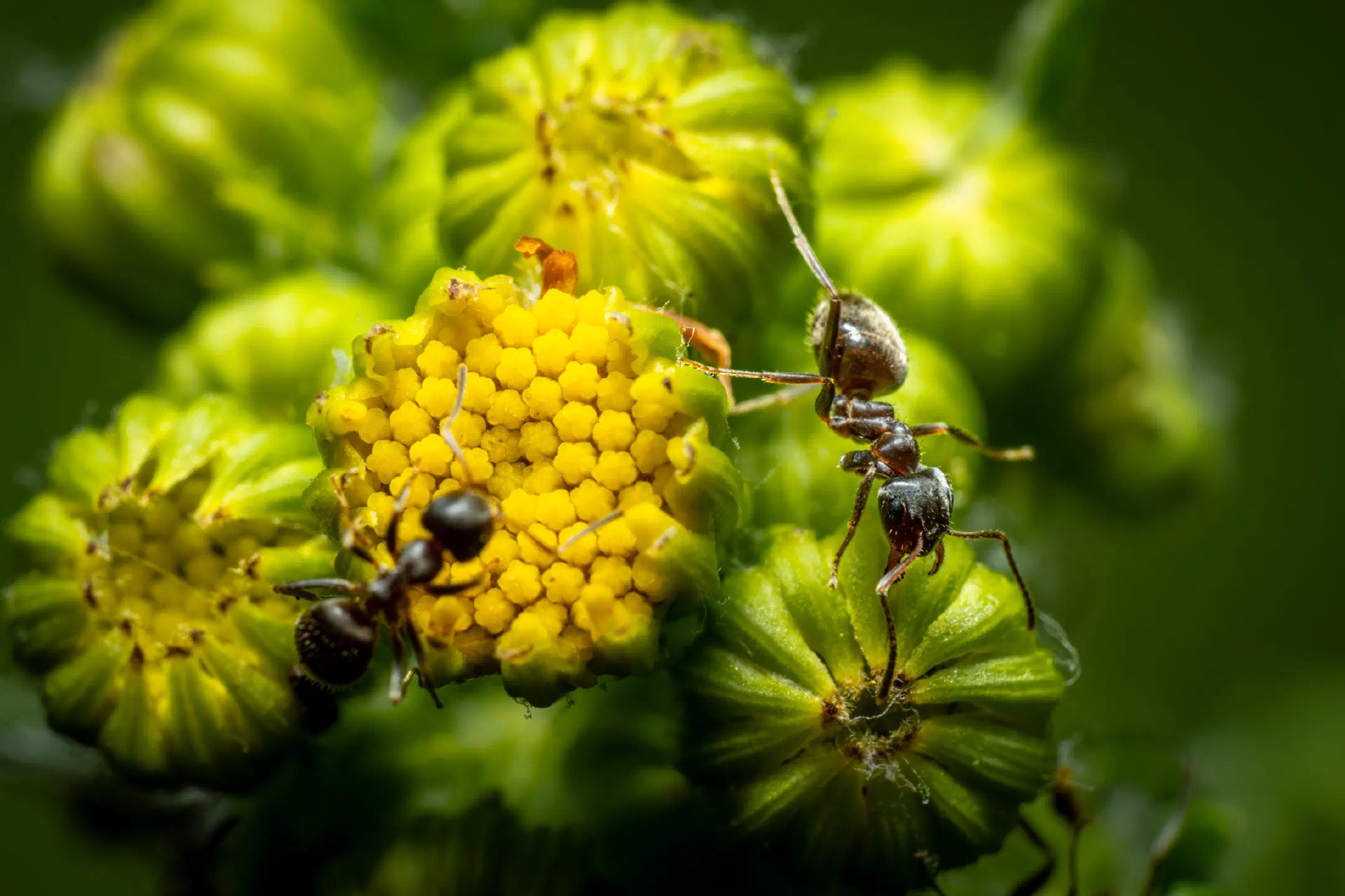 Brown Tree Ant