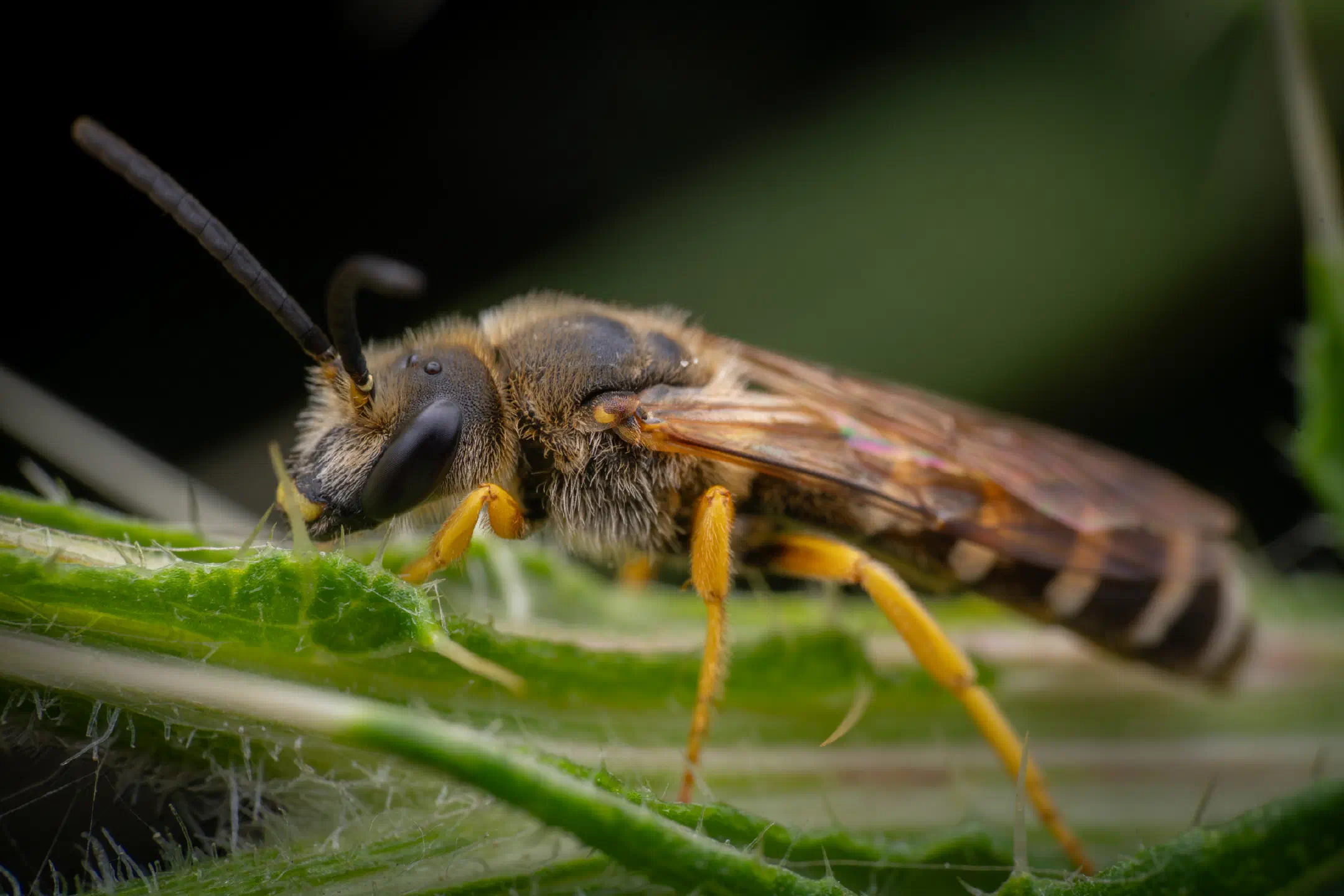 Sweat Bees