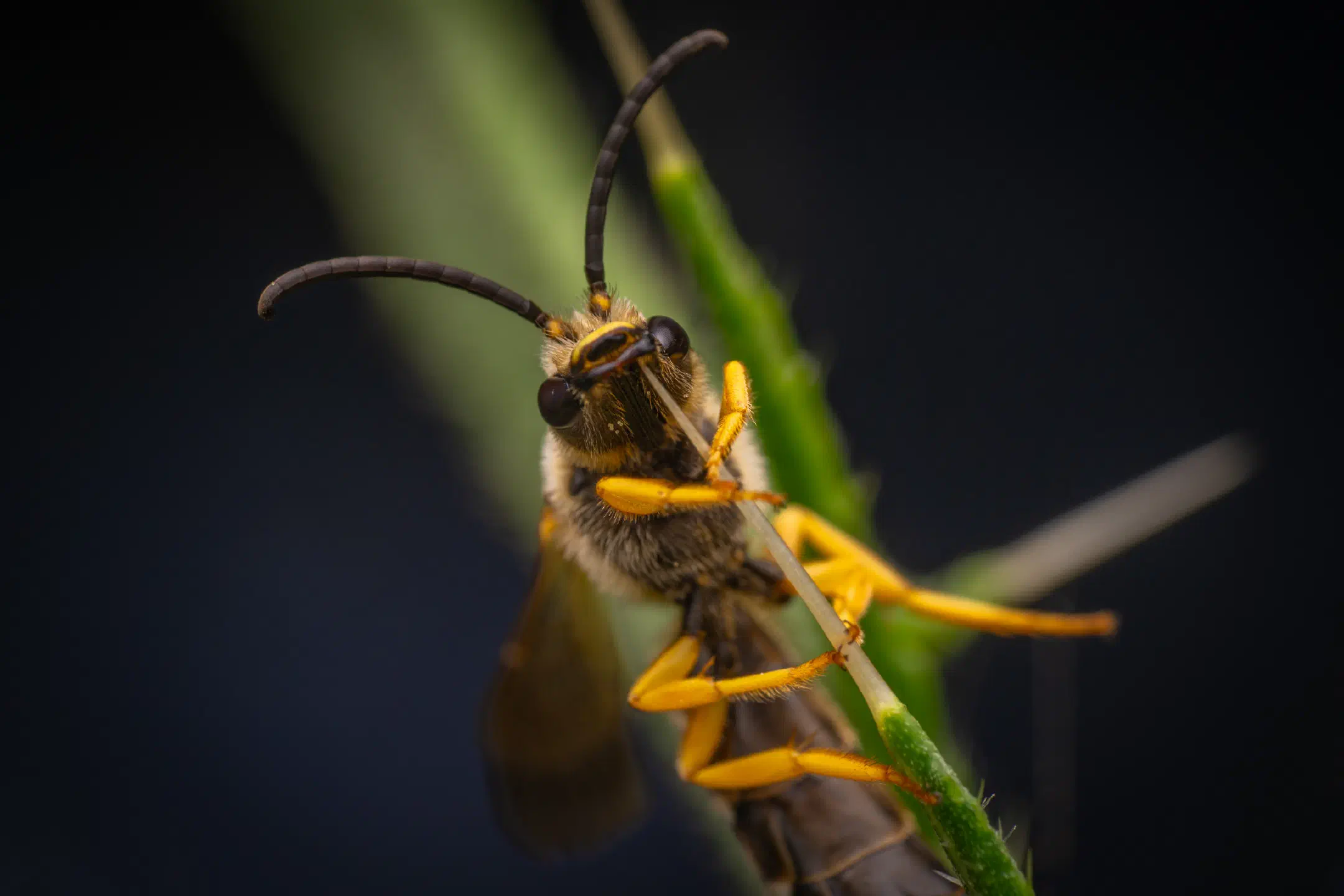 Sweat Bees