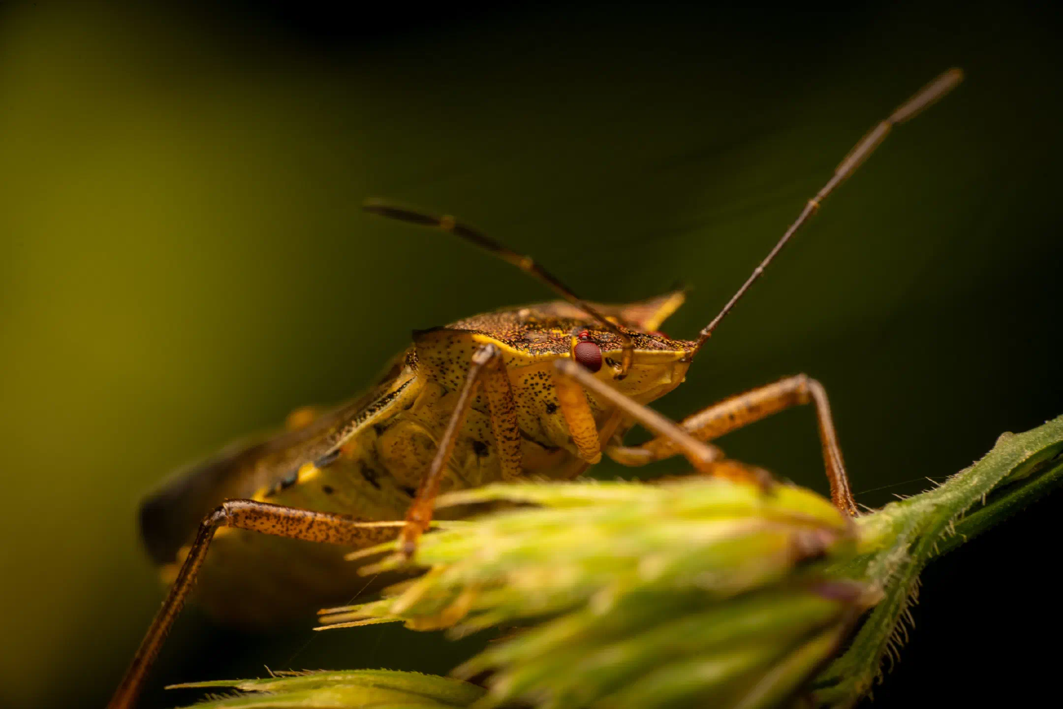 Forest Bug