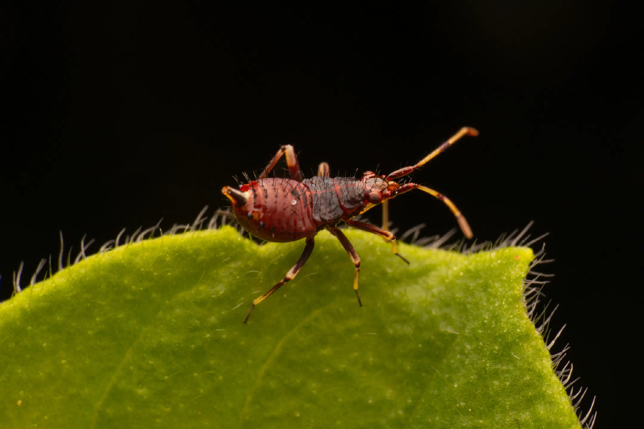 Damsel Bugs