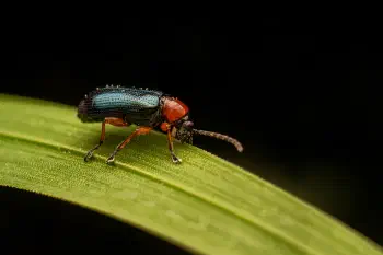 Oulema melanopus
