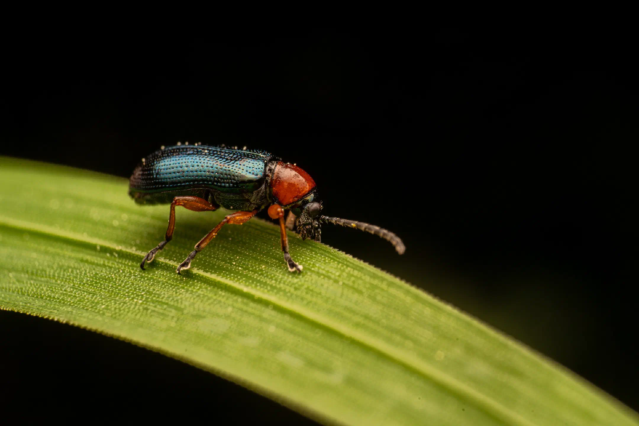 Oulema melanopus