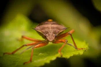 Forest Bug