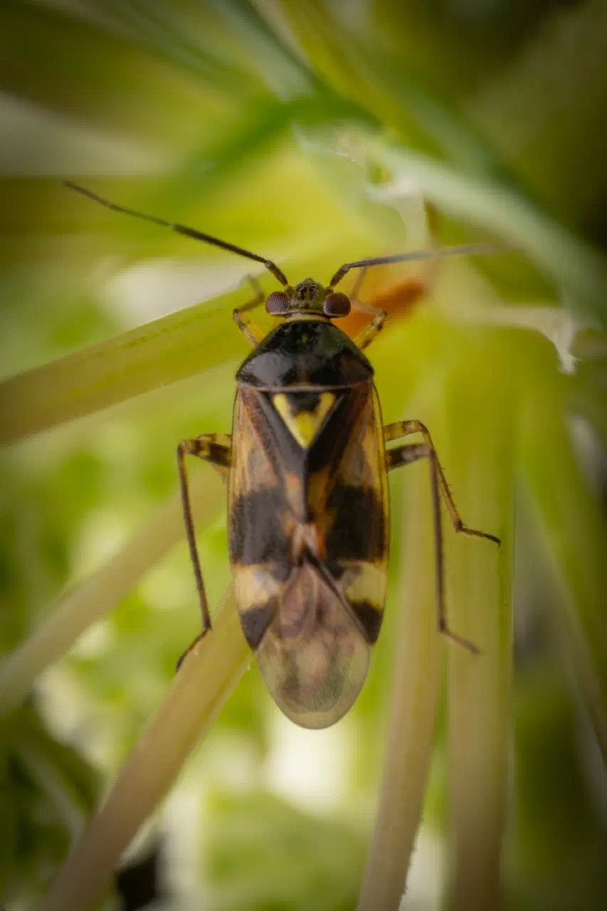 Orthops basalis