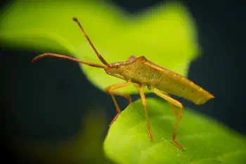 Box Bug