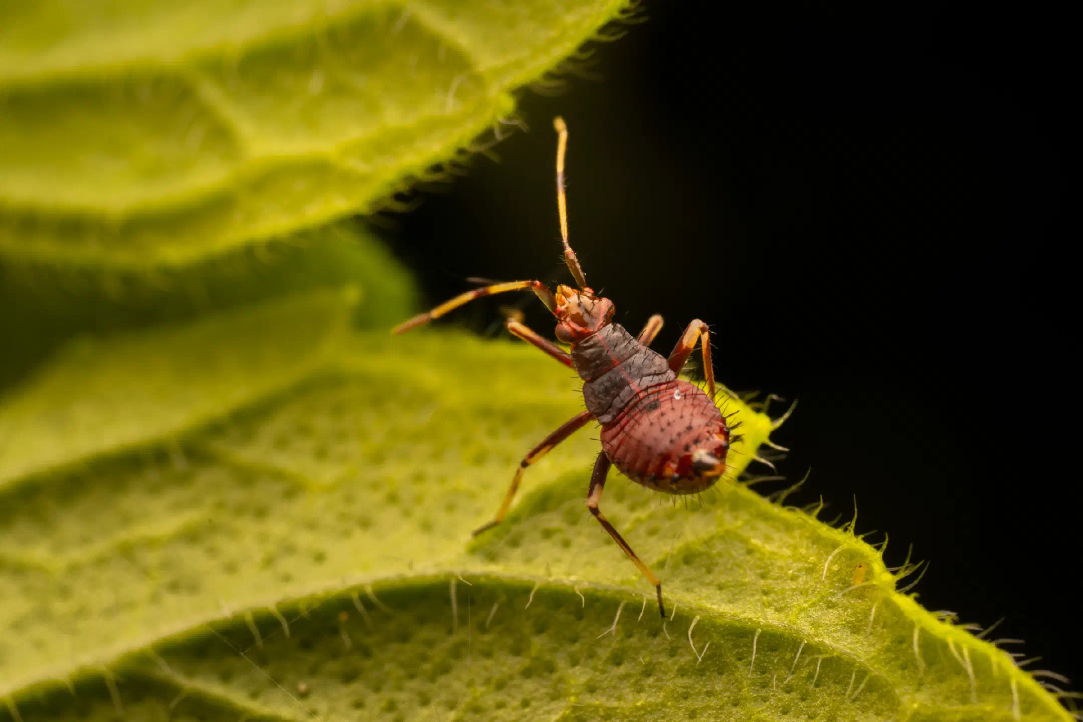 Damsel Bugs
