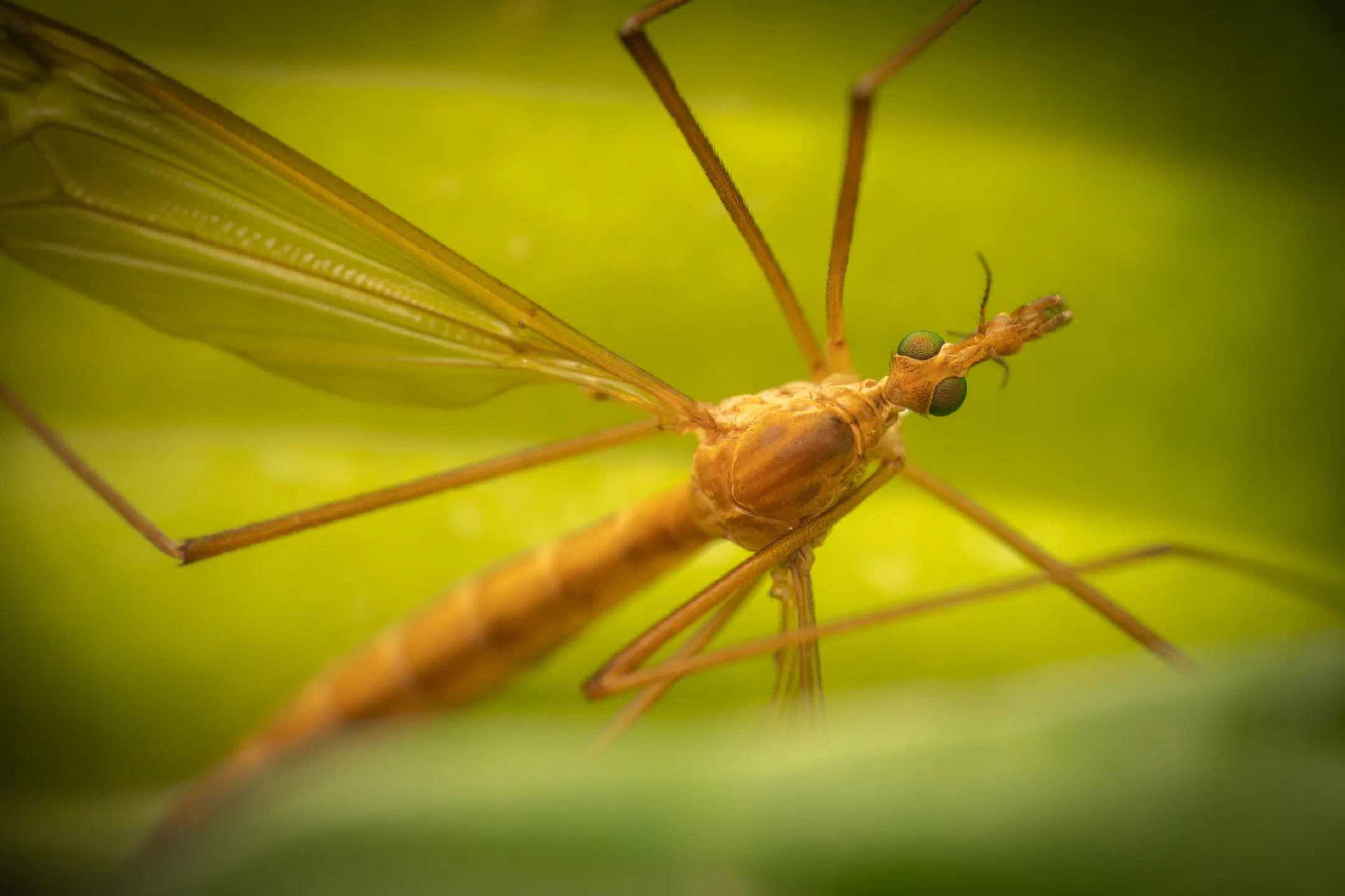 Tipula lunata