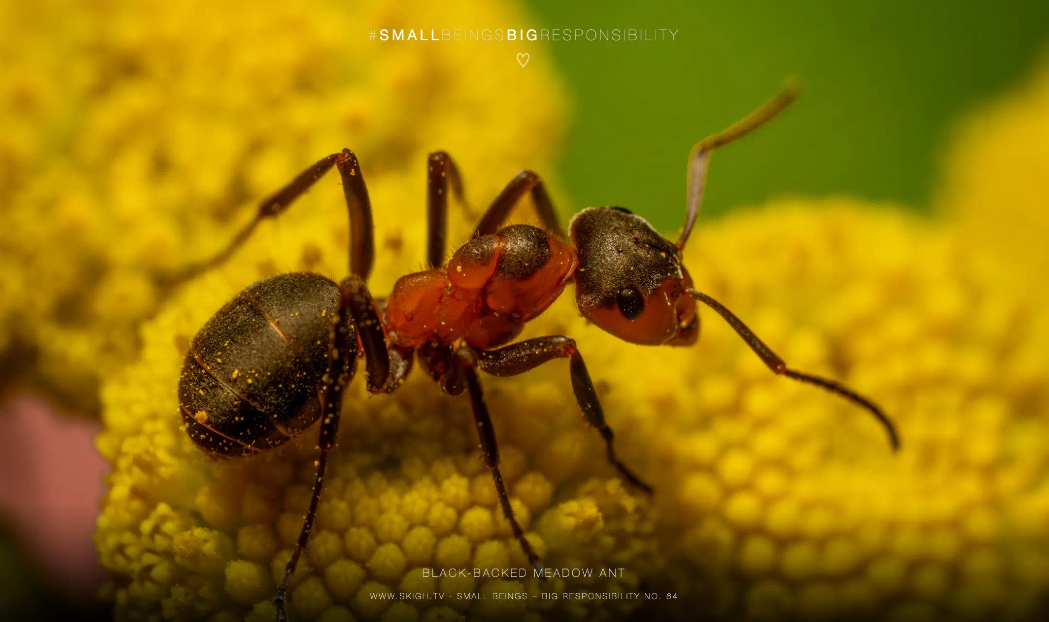 Black-backed meadow ant