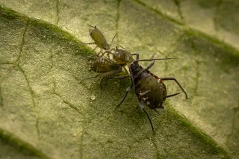 Elder Aphid