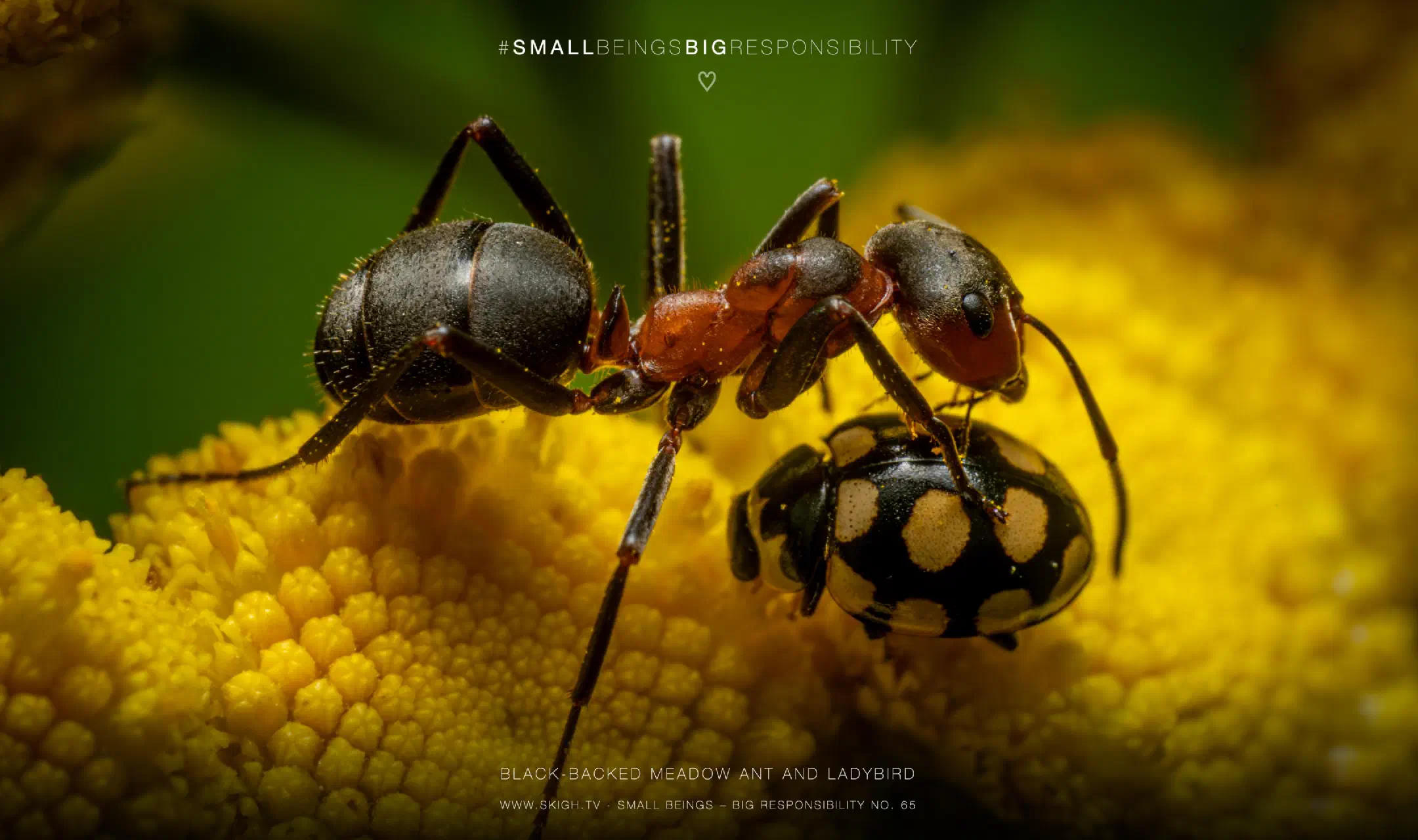 black-backed meadow ant and ladybird