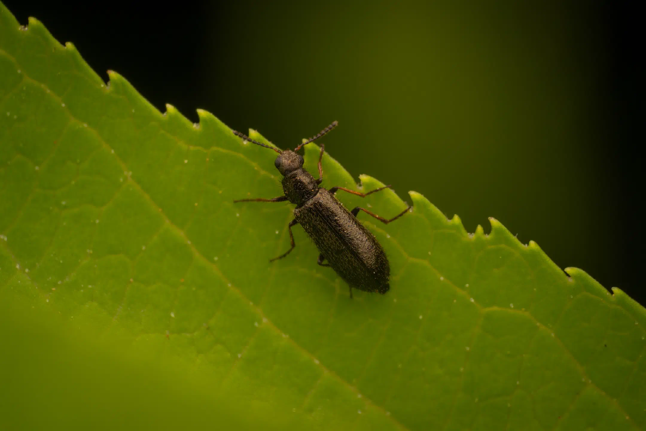 Dasytes plumbeus
