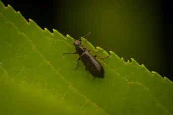 Dasytes plumbeus
