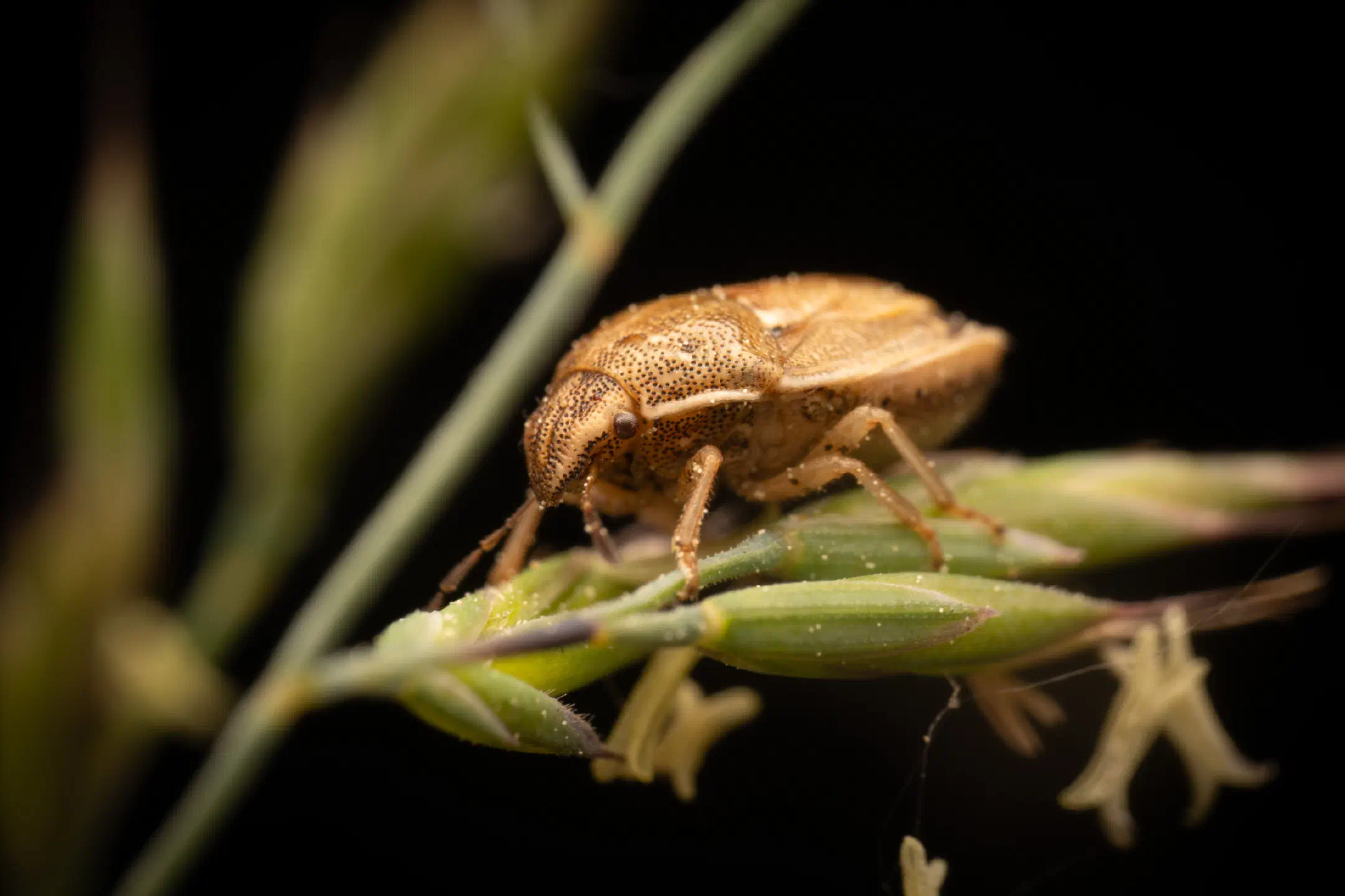Bishop's Mitre Shield Bug