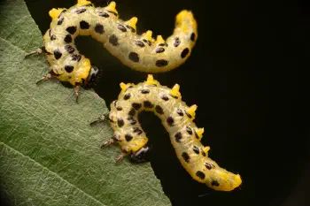 Hazel Sawfly