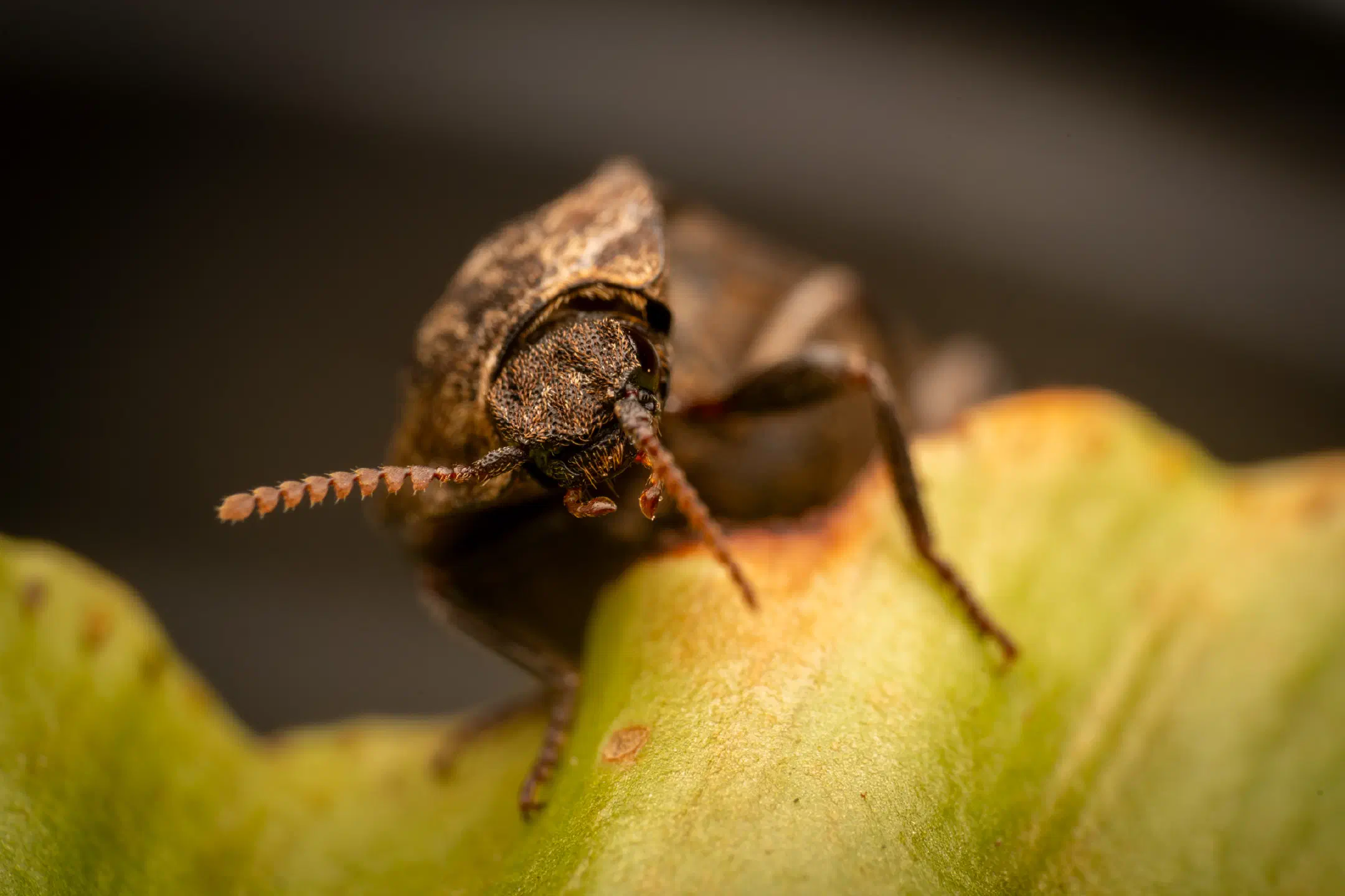 chequered click beetle