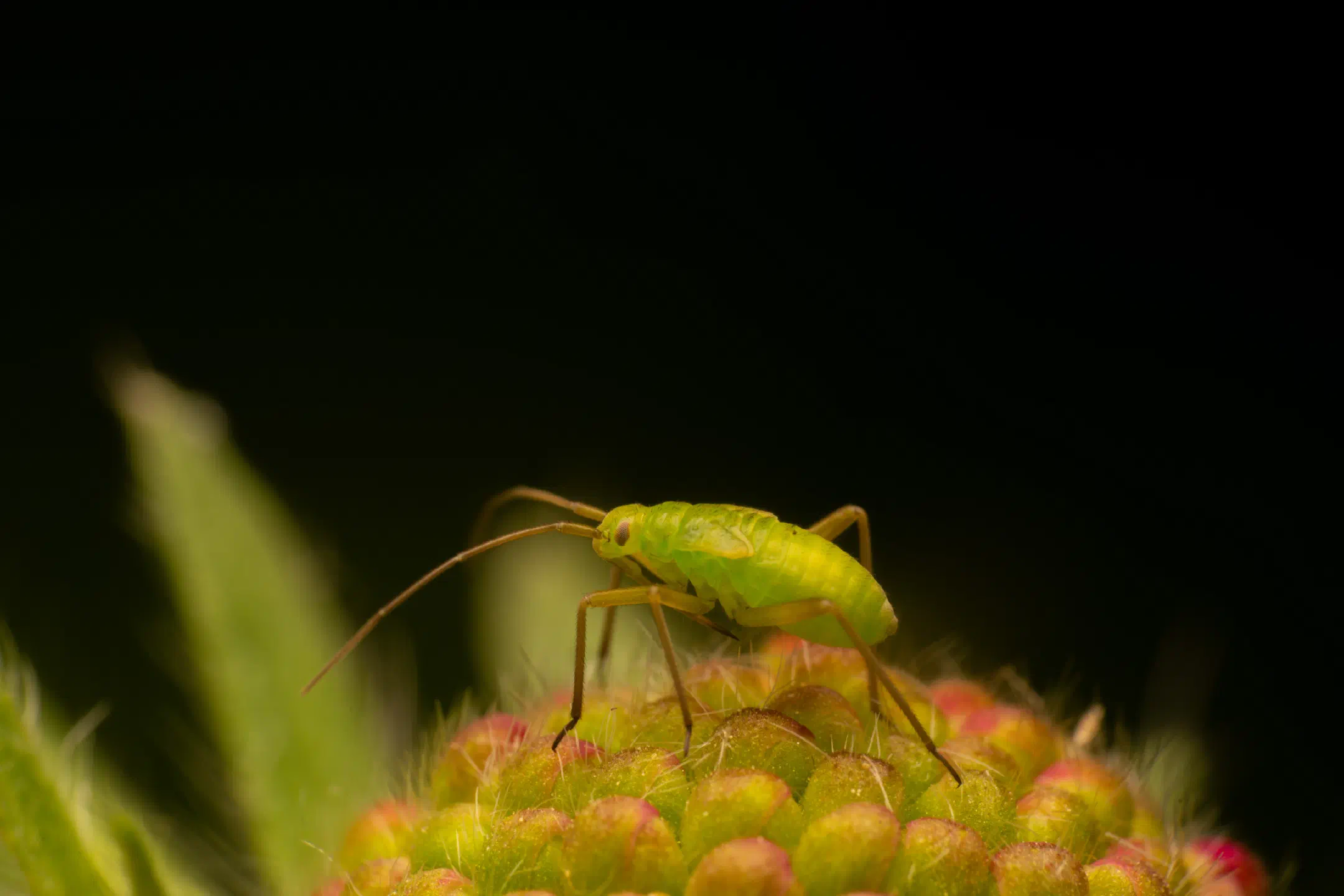 Calocoris affinis
