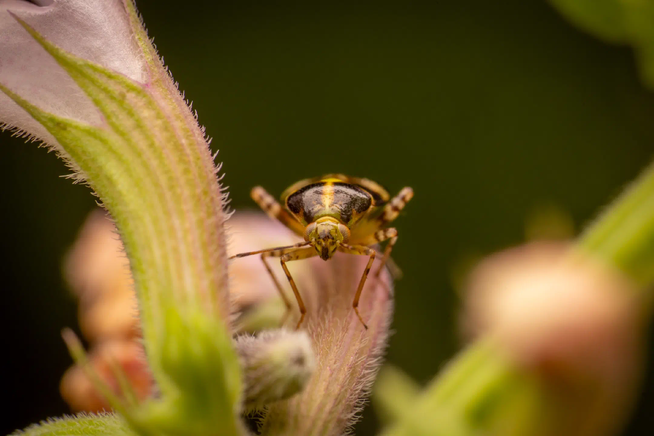 Three Spotted Nettle Bug