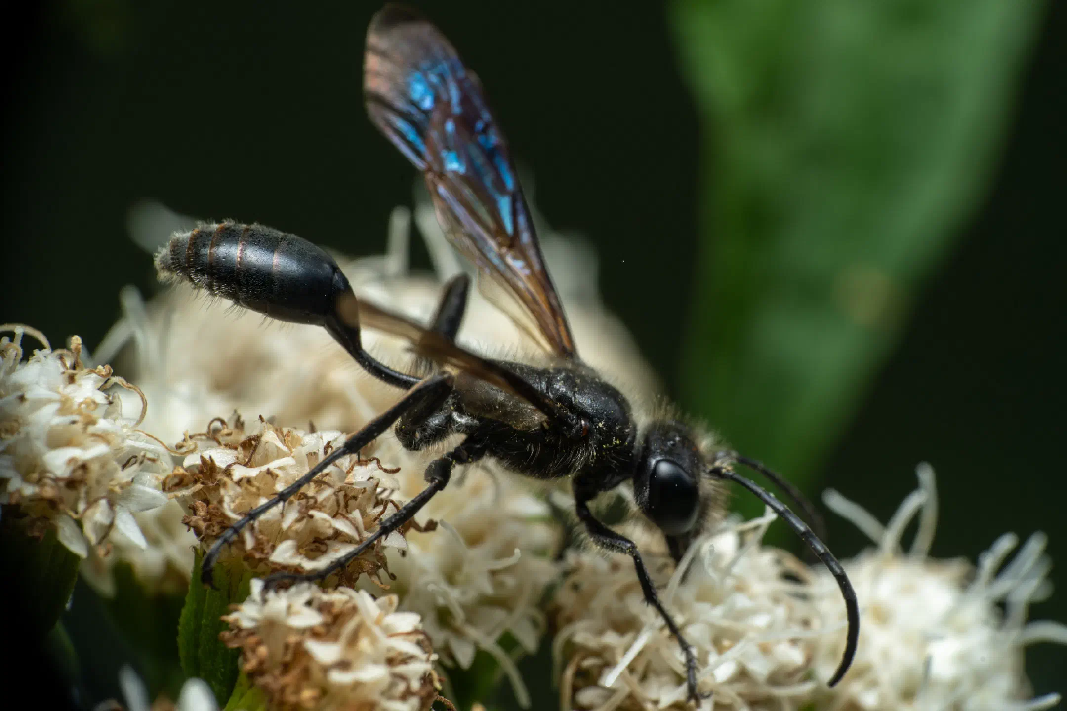 Mexican Grass-carrying Wasp