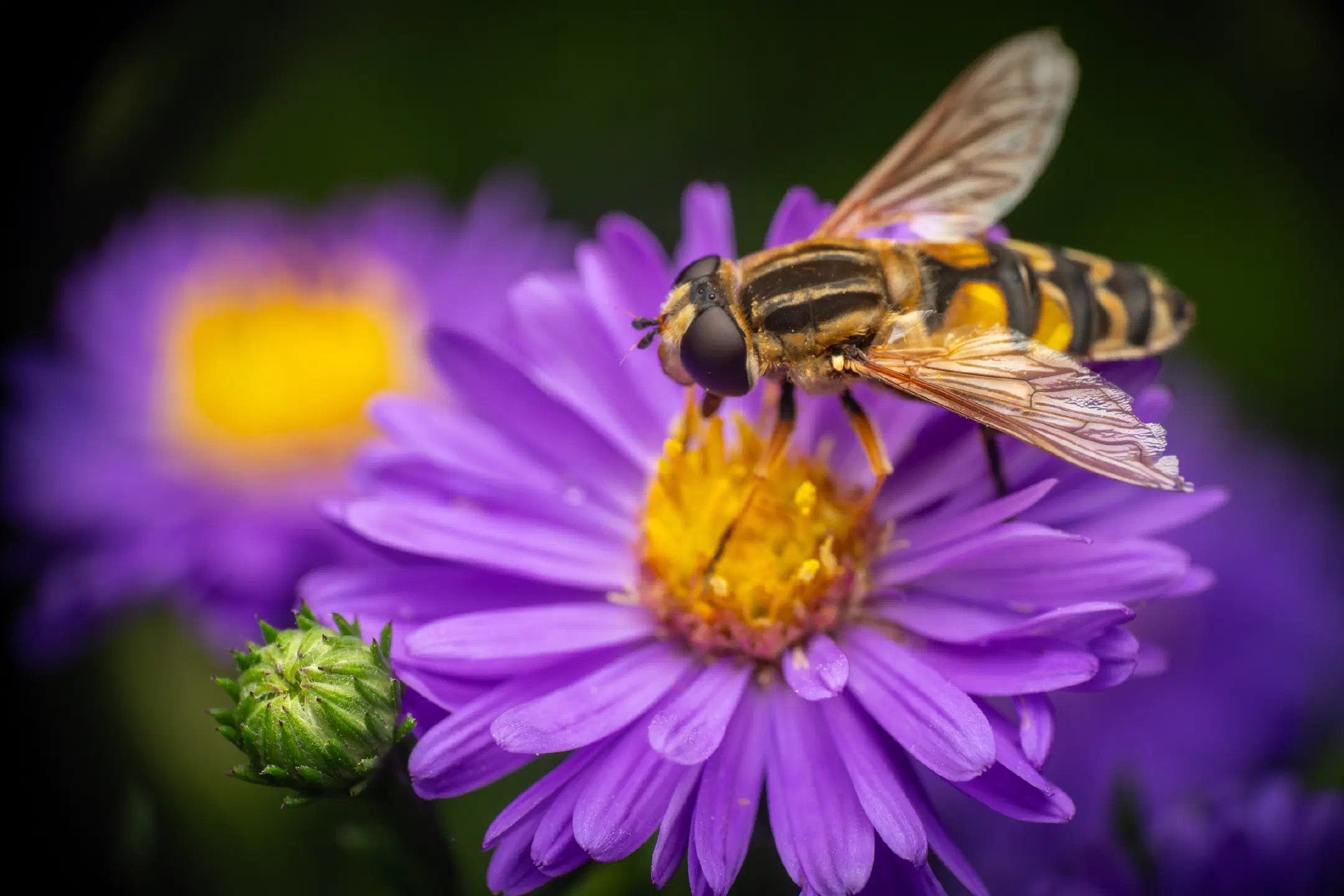 Trivittate Marsh Fly