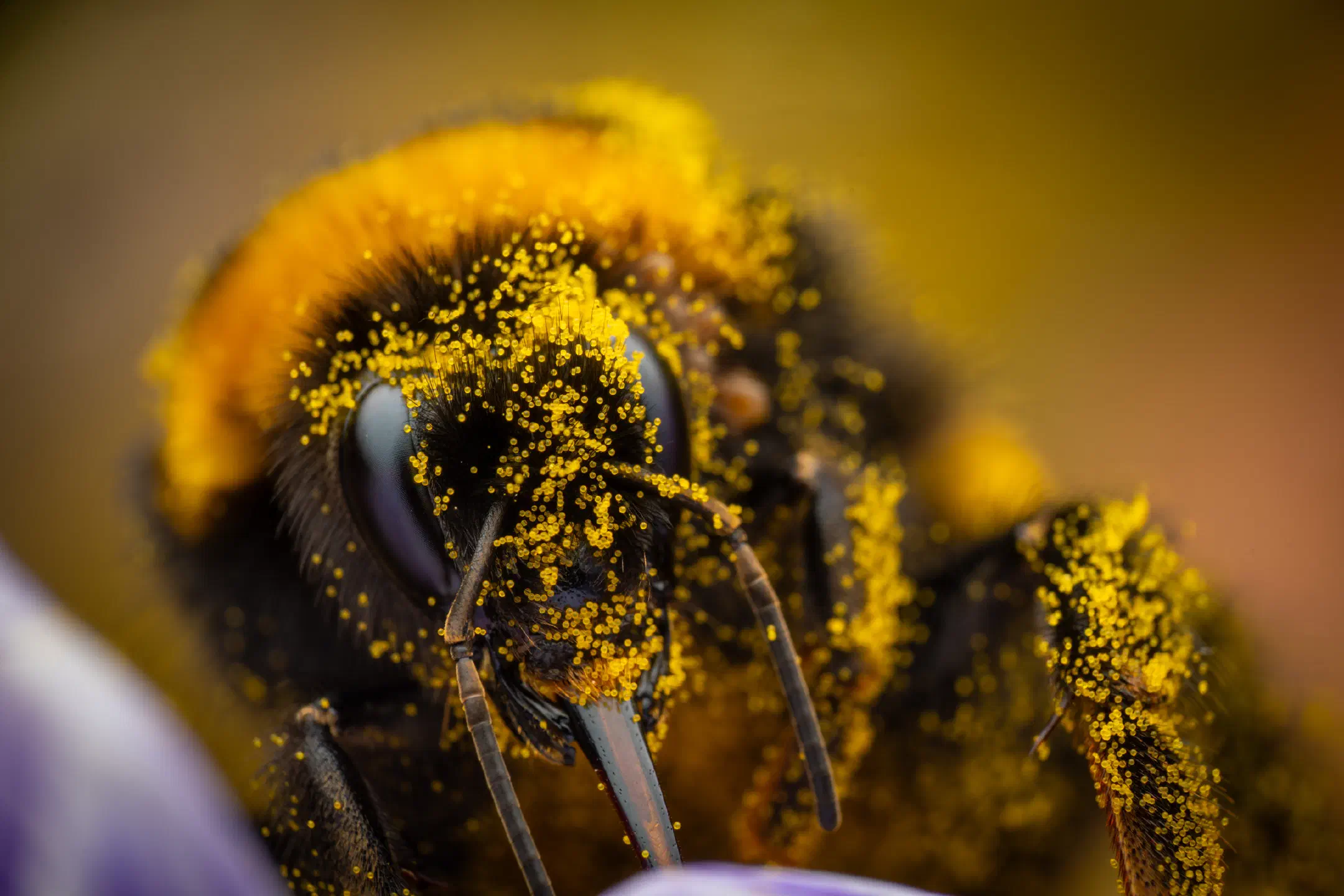 Garden Bumble Bee