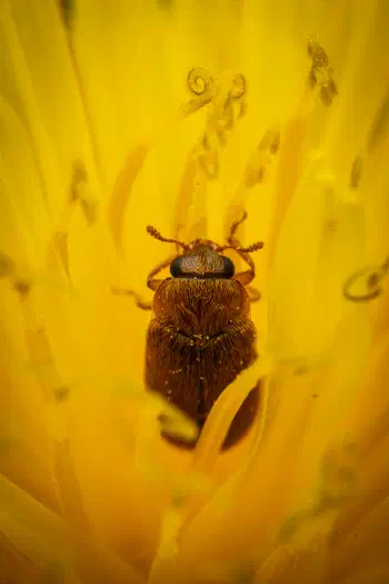 Byturus ochraceus
