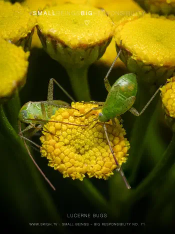 Lucerne bugs