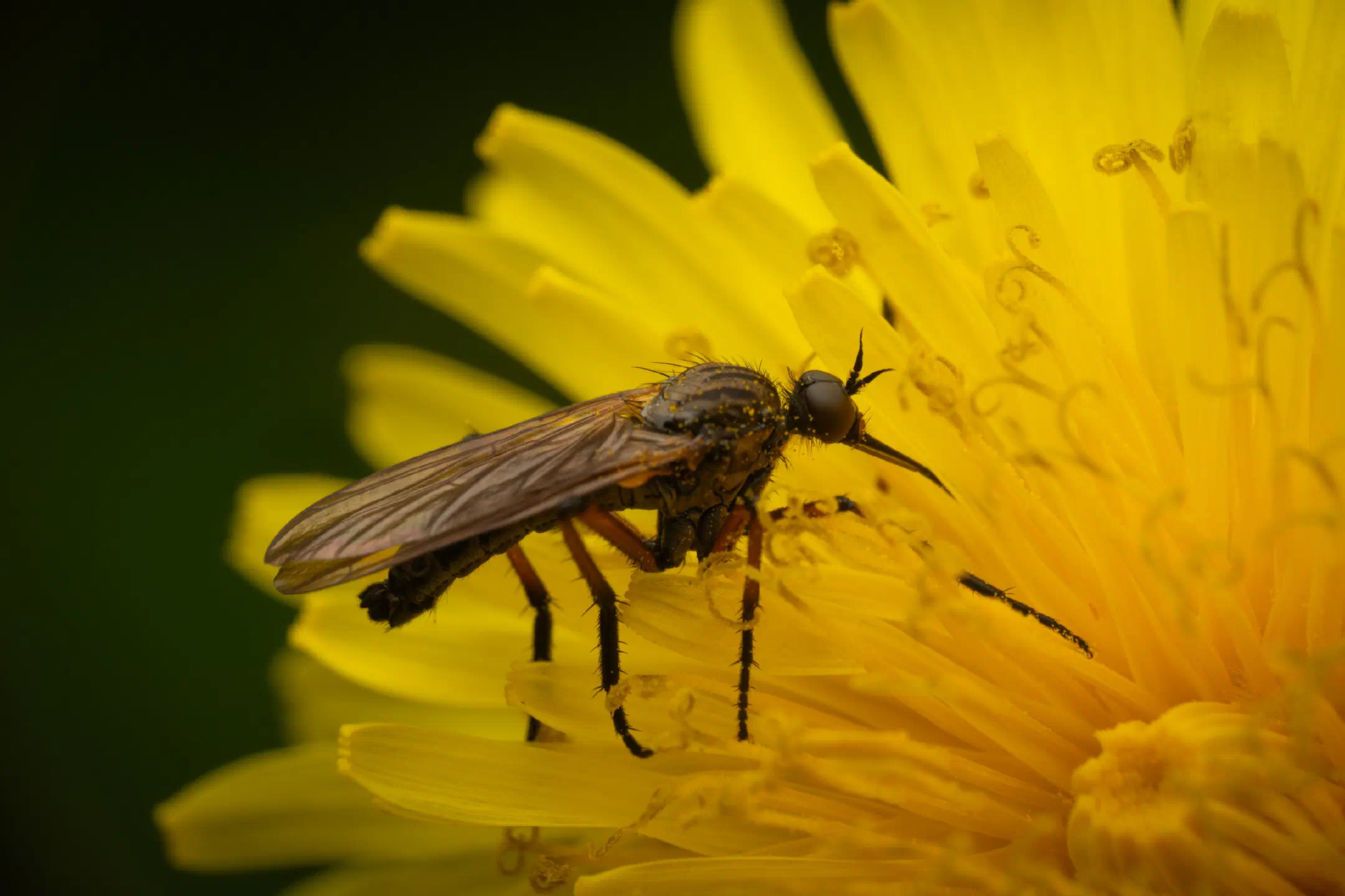 Dance Flies