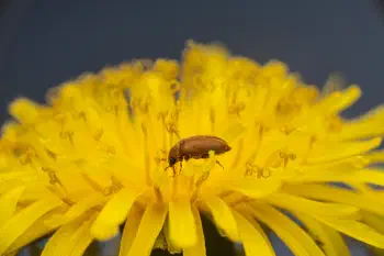 Byturus ochraceus