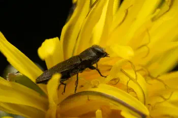 Anthaxia morio