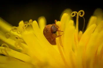 Byturus ochraceus