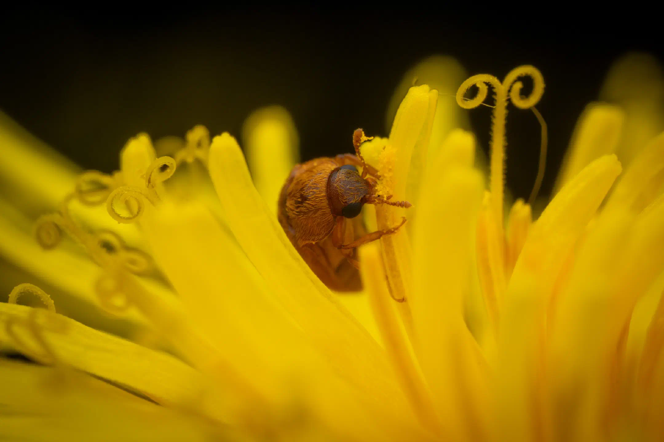 Byturus ochraceus