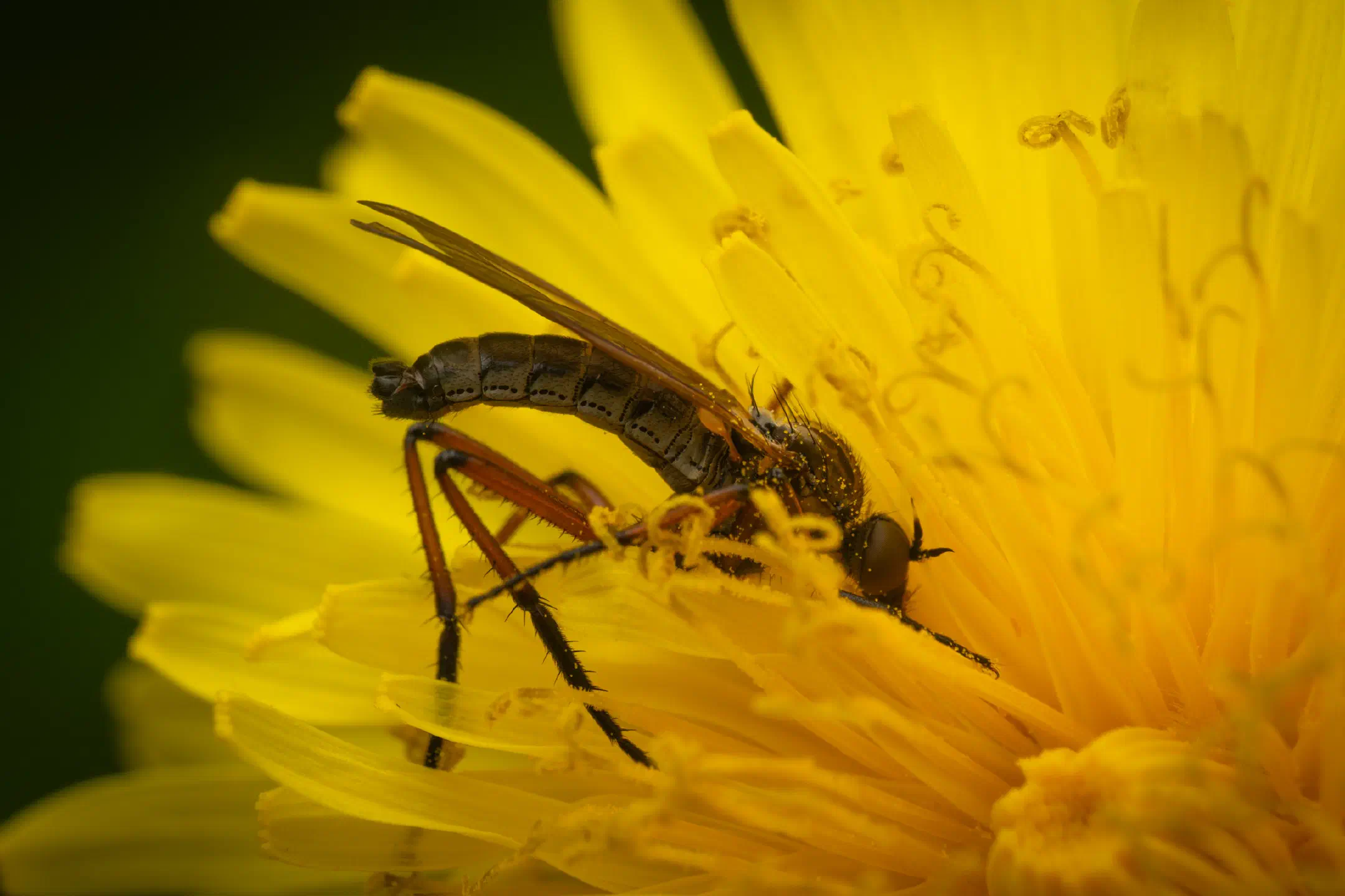 Dance Flies