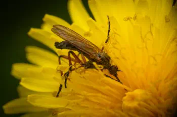 Dance Flies