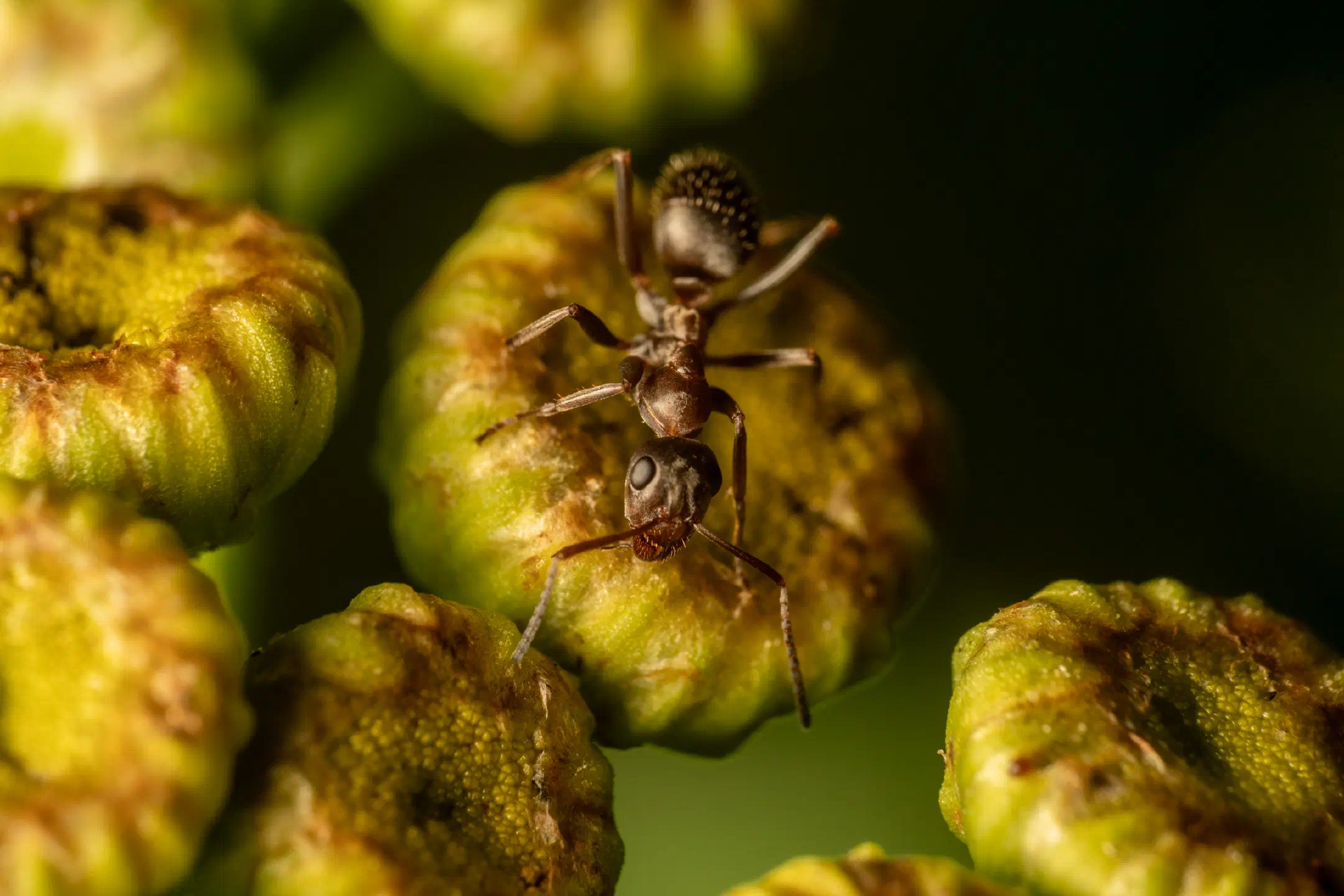 Brown Tree Ant