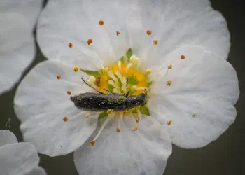 Dasytes plumbeus