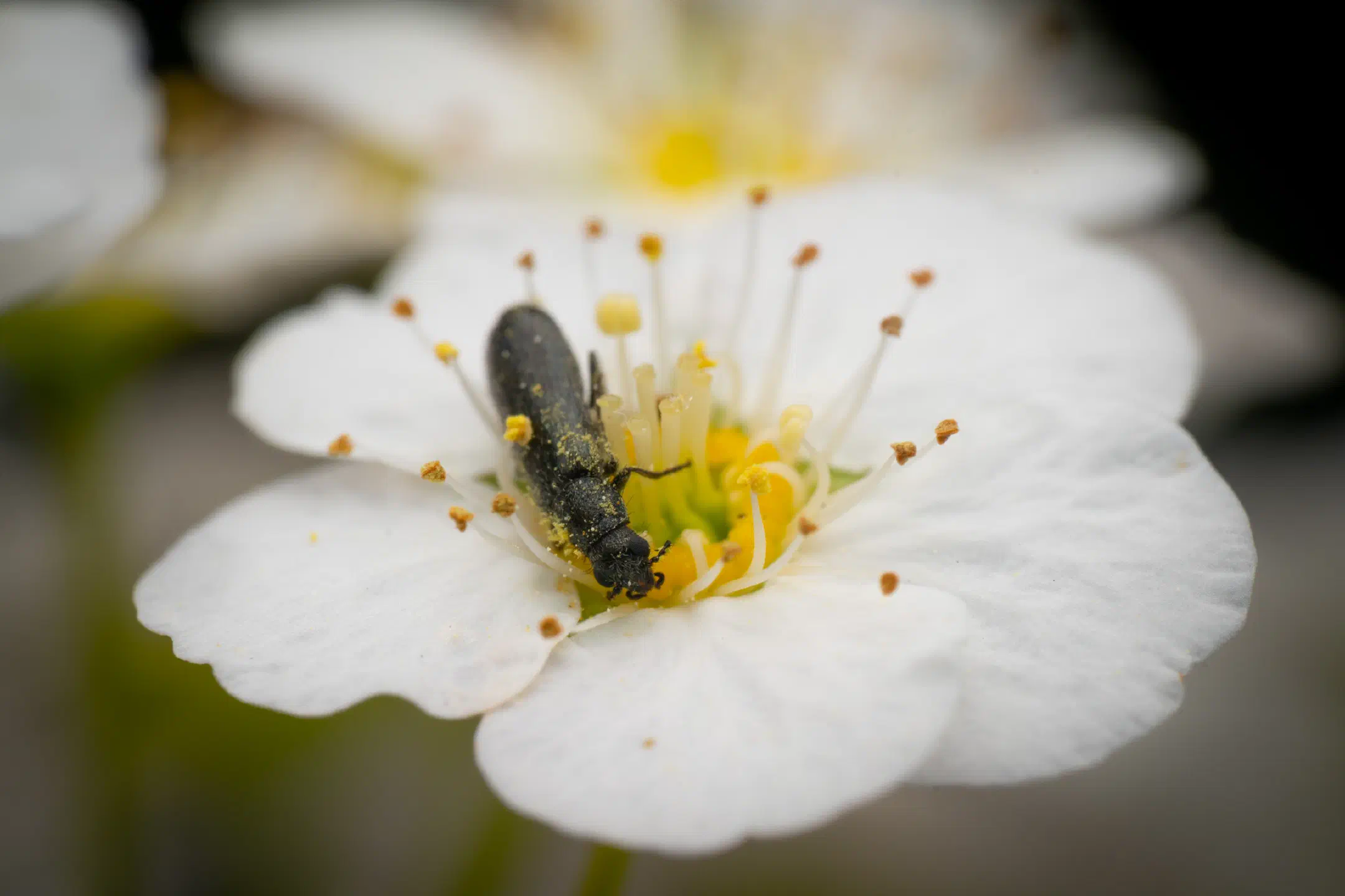 Dasytes plumbeus
