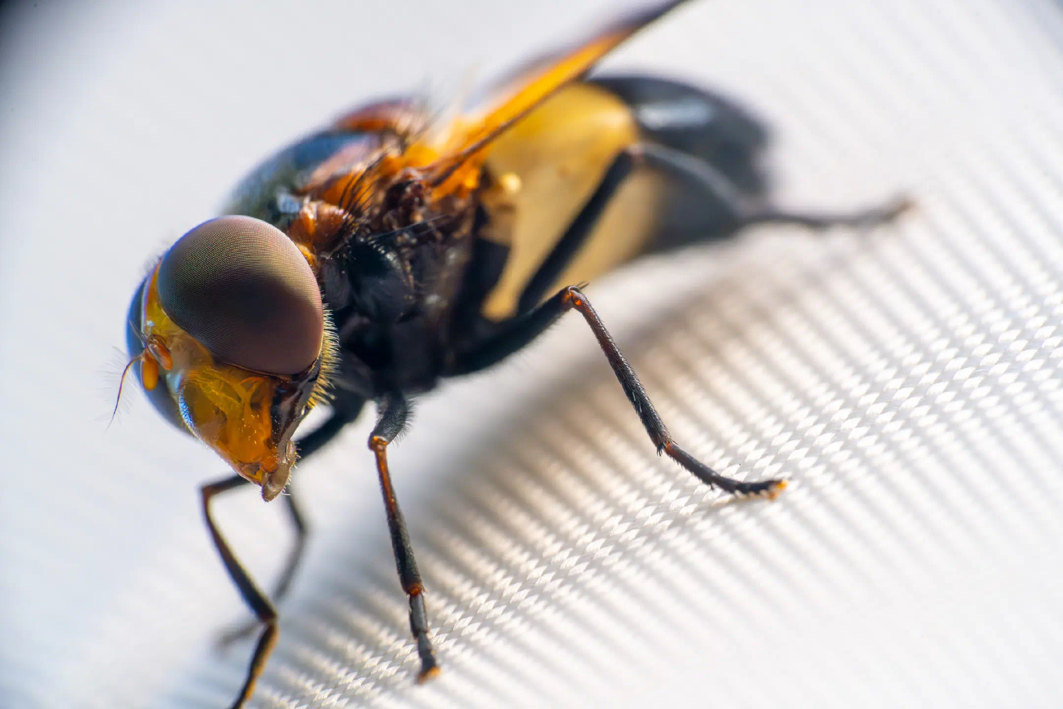 Pellucid Hover Fly