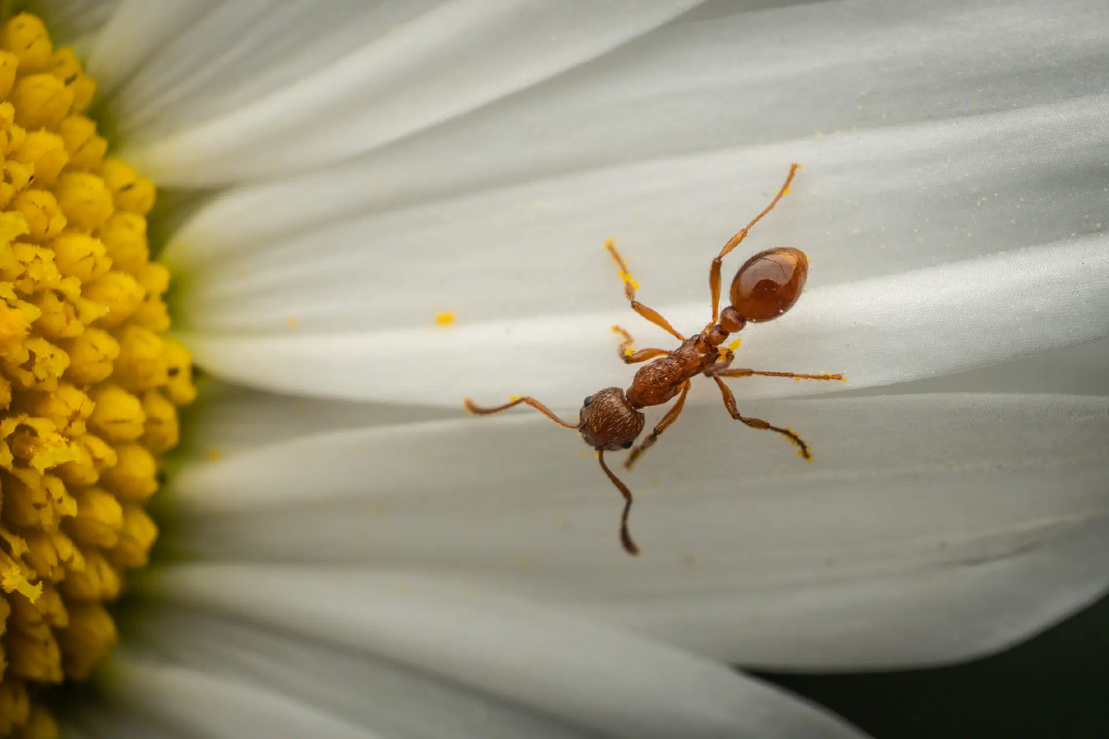 European fire ant