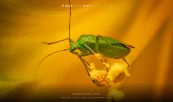 Common green capsid