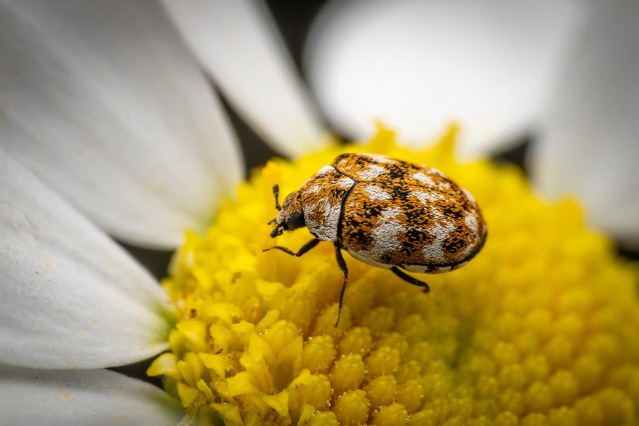 Varied Carpet Beetle