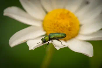 Anthaxia nitidula